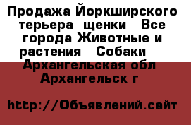 Продажа Йоркширского терьера, щенки - Все города Животные и растения » Собаки   . Архангельская обл.,Архангельск г.